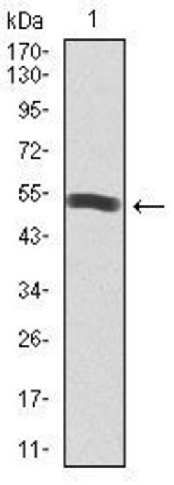 Invitrogen PI3K p85 alpha Monoclonal Antibody (6G10) 100 &mu;g; Unconjugated:Antibodies,