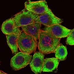Invitrogen LIMS1 Monoclonal Antibody (5G7) 100 &mu;L; Unconjugated:Antibodies,