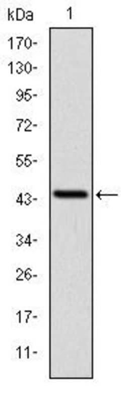 Invitrogen LIMS1 Monoclonal Antibody (5G7) 100 &mu;L; Unconjugated:Antibodies,