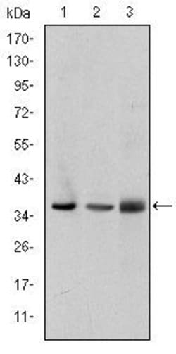 Invitrogen LIMS1 Monoclonal Antibody (5G7) 100 &mu;L; Unconjugated:Antibodies,