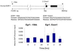 Phospho-PKA beta (Ser338) Polyclonal Antibody, Invitrogen 100 &mu;L; Unconjugated:Antibodies,