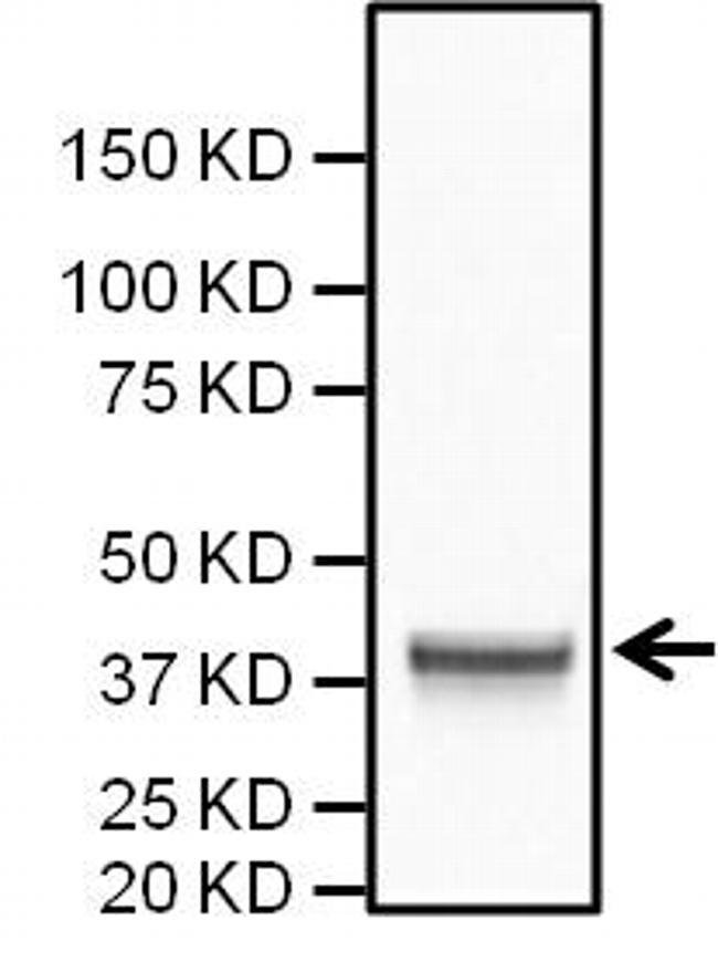 PKA alpha Monoclonal Antibody (6D2.1), Invitrogen 100 μg; Unconjugated