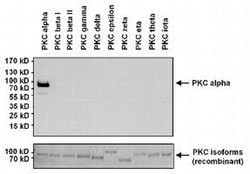 Invitrogen PKC alpha Monoclonal Antibody (MC5) 100 &mu;g; Unconjugated:Antibodies,