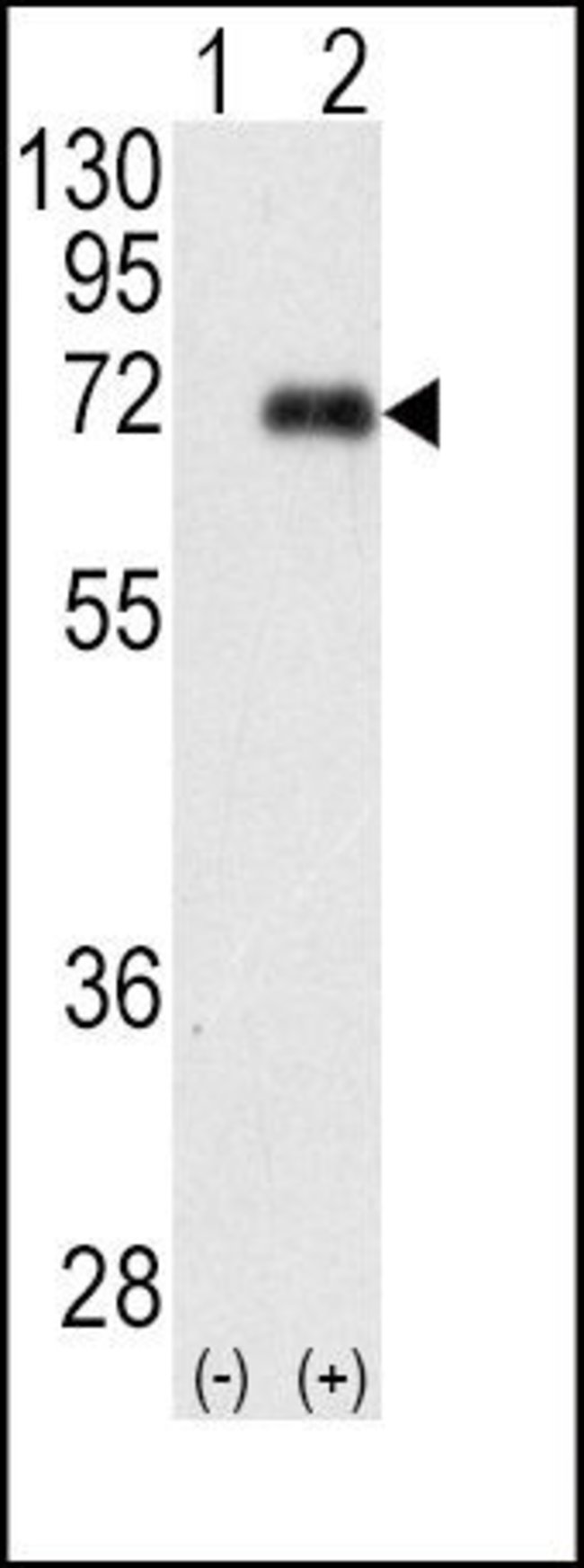 PKC lambda/iota Rabbit anti-Human, Polyclonal, Invitrogen 400 μL ...