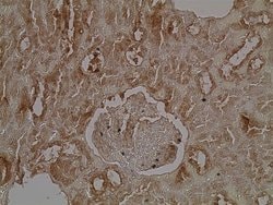 Invitrogen™ PLA2R1 Monoclonal Antibody (12-6-5)