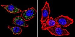 Invitrogen PMCA ATPase Monoclonal Antibody (5F10) 100 &mu;L; Unconjugated:Antibodies,