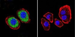 Invitrogen™ PMCA ATPase Monoclonal Antibody (5F10)