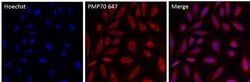 Invitrogen PMP70 Polyclonal Antibody, Alexa Fluor 647 50 &mu;L; Alexa Fluor