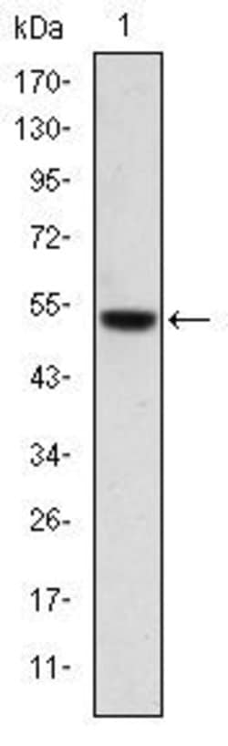 Invitrogen PODXL Monoclonal Antibody (5D4) 100 &mu;L; Unconjugated:Antibodies,