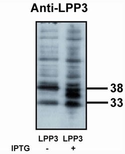 Invitrogen PPAP2B Polyclonal Antibody 100 &mu;g; Unconjugated:Antibodies,