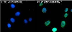 Invitrogen PPAR gamma Polyclonal Antibody 100 &mu;L; Unconjugated:Antibodies,