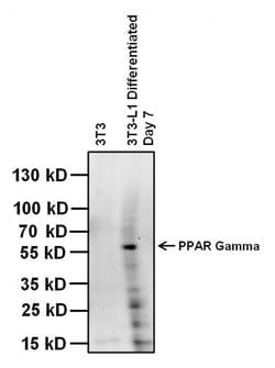 Invitrogen PPAR gamma Polyclonal Antibody 100 &mu;L; Unconjugated:Antibodies,