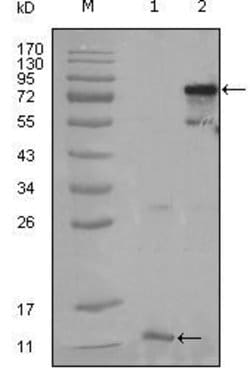 Invitrogen PPAR gamma Monoclonal Antibody (3A4A9, 1E6A1) 100 &mu;L; Unconjugated:Antibodies