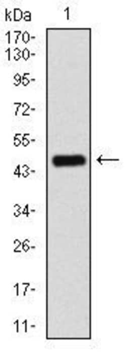 Invitrogen PPM1A Monoclonal Antibody (7F12) 100 &mu;g; Unconjugated:Antibodies,