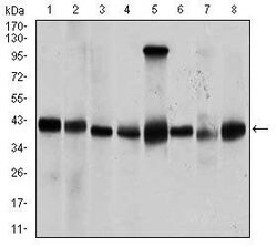 Invitrogen PPM1A Monoclonal Antibody (7F12) 100 &mu;g; Unconjugated:Antibodies,