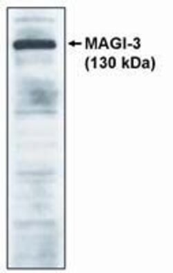 Invitrogen PP1 gamma Polyclonal Antibody 100 &mu;g; Unconjugated:Antibodies,
