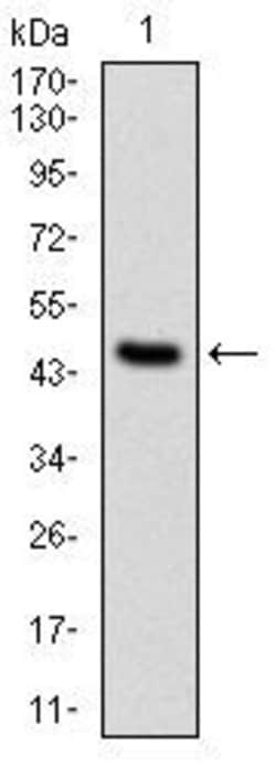 Invitrogen PPP2R4 Monoclonal Antibody (4D9) 100 &mu;g; Unconjugated:Antibodies,