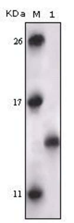 Invitrogen PRAK Monoclonal Antibody (7H10B4) 100 &mu;L; Unconjugated:Antibodies,