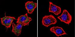 Invitrogen PRC1 Monoclonal Antibody (16F2) 100 &mu;g; Unconjugated:Antibodies,