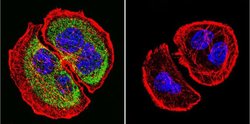 Invitrogen PRC1 Monoclonal Antibody (16F2) 100 &mu;g; Unconjugated:Antibodies,