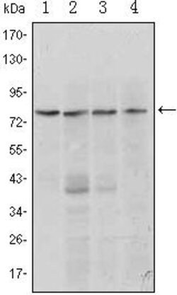 Invitrogen Blimp-1 Monoclonal Antibody (5E7) 100 &mu;L; Unconjugated:Antibodies,