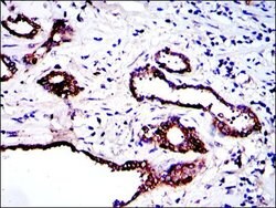 Invitrogen PKN2 Monoclonal Antibody (1D1) 100 &mu;L; Unconjugated:Antibodies,
