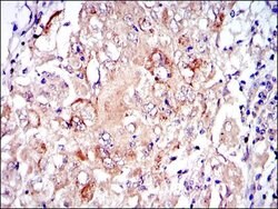 Invitrogen PKN2 Monoclonal Antibody (1D1) 100 &mu;L; Unconjugated:Antibodies,