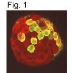 Invitrogen Prolactin Receptor Monoclonal Antibody (U5) 100 &mu;g; Unconjugated:Antibodies,