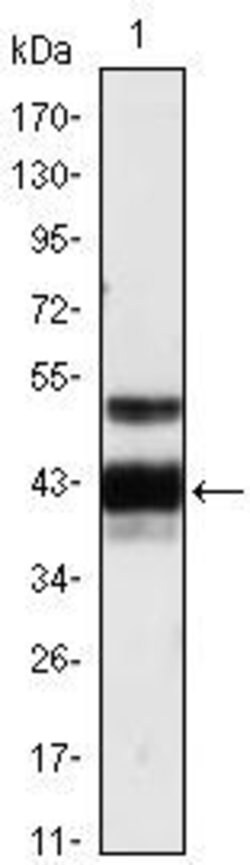 Invitrogen Protein Z Monoclonal Antibody (2B4) 100 &mu;L; Unconjugated:Antibodies,