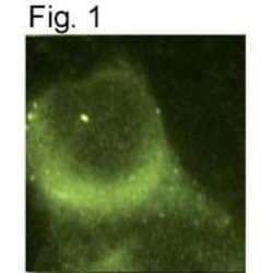 Invitrogen Presenilin 1 Monoclonal Antibody (APS 18) 200 &mu;g; Unconjugated:Antibodies,