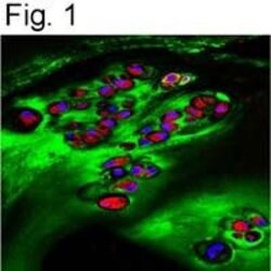 ITIH2 Polyclonal Antibody, Invitrogen 100 &mu;g; Unconjugated:Antibodies,