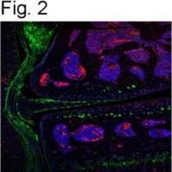 ITIH2 Polyclonal Antibody, Invitrogen 100 &mu;g; Unconjugated:Antibodies,