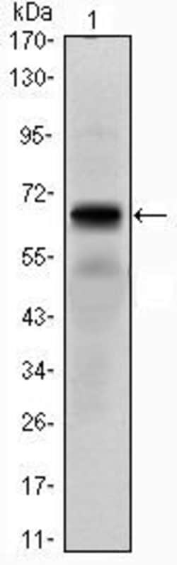 PTH1R Monoclonal Antibody (4D2) 100 &mu;L | Buy Online | Thermo Scientific | Fisher Scientific
