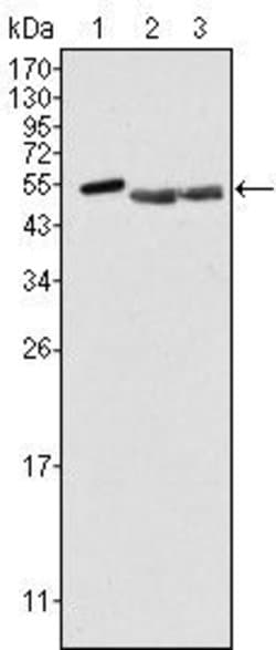 Invitrogen BRK Monoclonal Antibody (2H12B8) 100 &mu;L; Unconjugated:Antibodies,