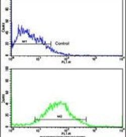 PUM2 Rabbit anti-Human, Polyclonal, Invitrogen 400 &mu;L; Unconjugated:Antibodies,
