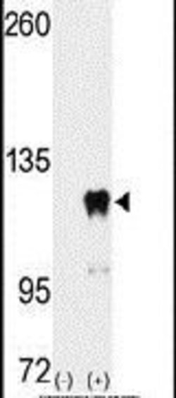 PUM2 Rabbit anti-Human, Polyclonal, Invitrogen 400 &mu;L; Unconjugated:Antibodies,