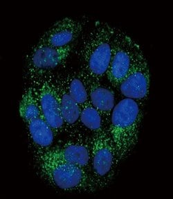 PYY Polyclonal Antibody, Invitrogen 400 &mu;L; Unconjugated:Antibodies,