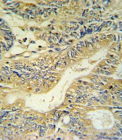 PYY Polyclonal Antibody, Invitrogen 400 &mu;L; Unconjugated:Antibodies,