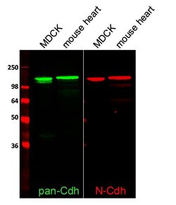 Invitrogen Pan-cadherin Polyclonal Antibody 100 &mu;g; Unconjugated:Antibodies,