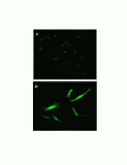 Invitrogen Pannexin 3 Polyclonal Antibody 100 &mu;g; Unconjugated:Antibodies,