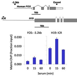 Invitrogen PAX3 Recombinant Superclonal Antibody (16HCLC) 100 &mu;g; Unconjugated:Antibodies,