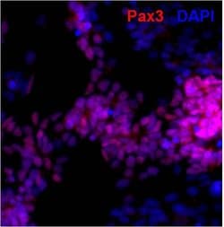 Invitrogen PAX3 Polyclonal Antibody 100 &mu;g; Unconjugated:Antibodies,