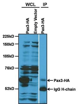 Invitrogen PAX3 Polyclonal Antibody 100 &mu;g; Unconjugated:Antibodies,