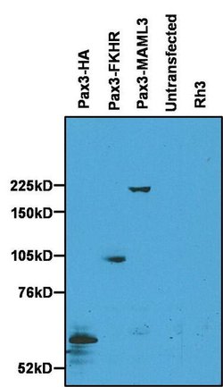 Invitrogen PAX3 Polyclonal Antibody 100 &mu;g; Unconjugated:Antibodies,