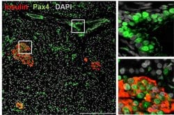 Invitrogen PAX4 Polyclonal Antibody 100 &mu;g; Unconjugated:Antibodies,