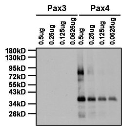 Invitrogen PAX4 Polyclonal Antibody 100 &mu;g; Unconjugated:Antibodies,