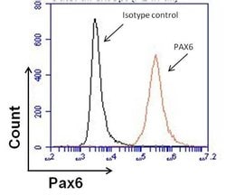 Invitrogen PAX6 Monoclonal Antibody (13B10-1A10) 100 &mu;g; Unconjugated:Antibodies,