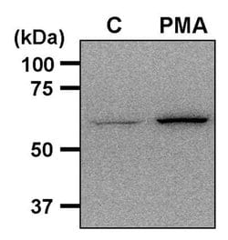 Invitrogen Phospho-AMPK alpha-1,2 (Thr172) Polyclonal Antibody 100 &mu;L;