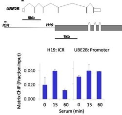 Invitrogen Phospho-JNK1/JNK2 (Thr183, Tyr185) Recombinant Rabbit Monoclonal