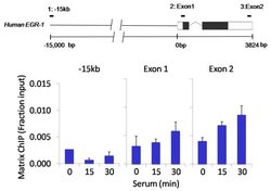 Invitrogen Phospho-MEK1 (Ser217, Ser221) Recombinant Rabbit Monoclonal